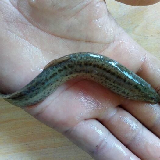 重庆市泥鳅苗