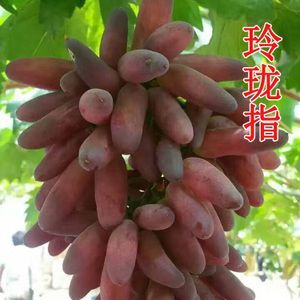利辛县绍兴三号 