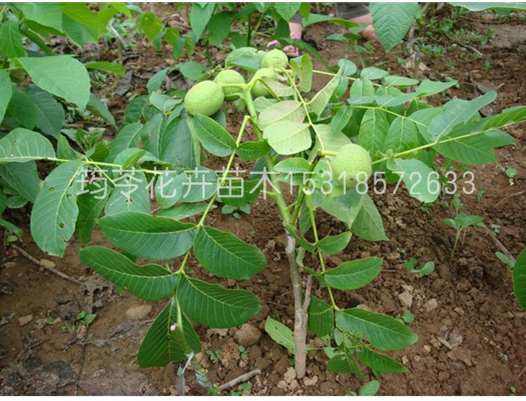  薄皮核桃各种核桃苗南北方种植品种现挖现卖