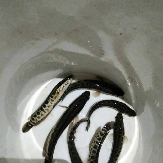 玉溪乌鱼苗  草鱼，鲫鱼，各种鱼苗