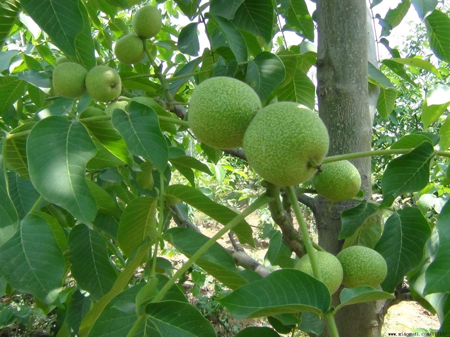 香玲核桃苗，新疆薄皮核桃苗，8518核桃苗基地