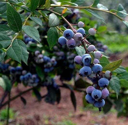 临沭县蓝丰蓝莓 8 - 10mm以上 鲜果 