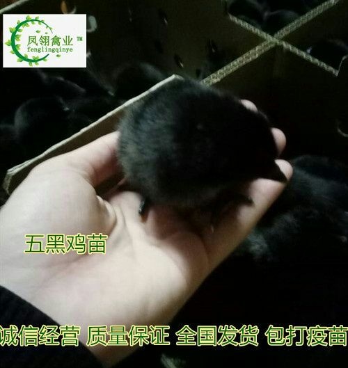 东兴市三黄鸡苗 