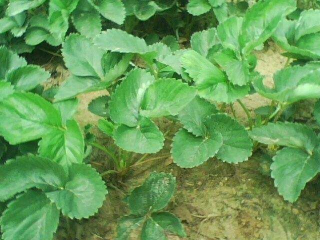 东海县红颜草莓苗 10~20公分 地栽苗 
