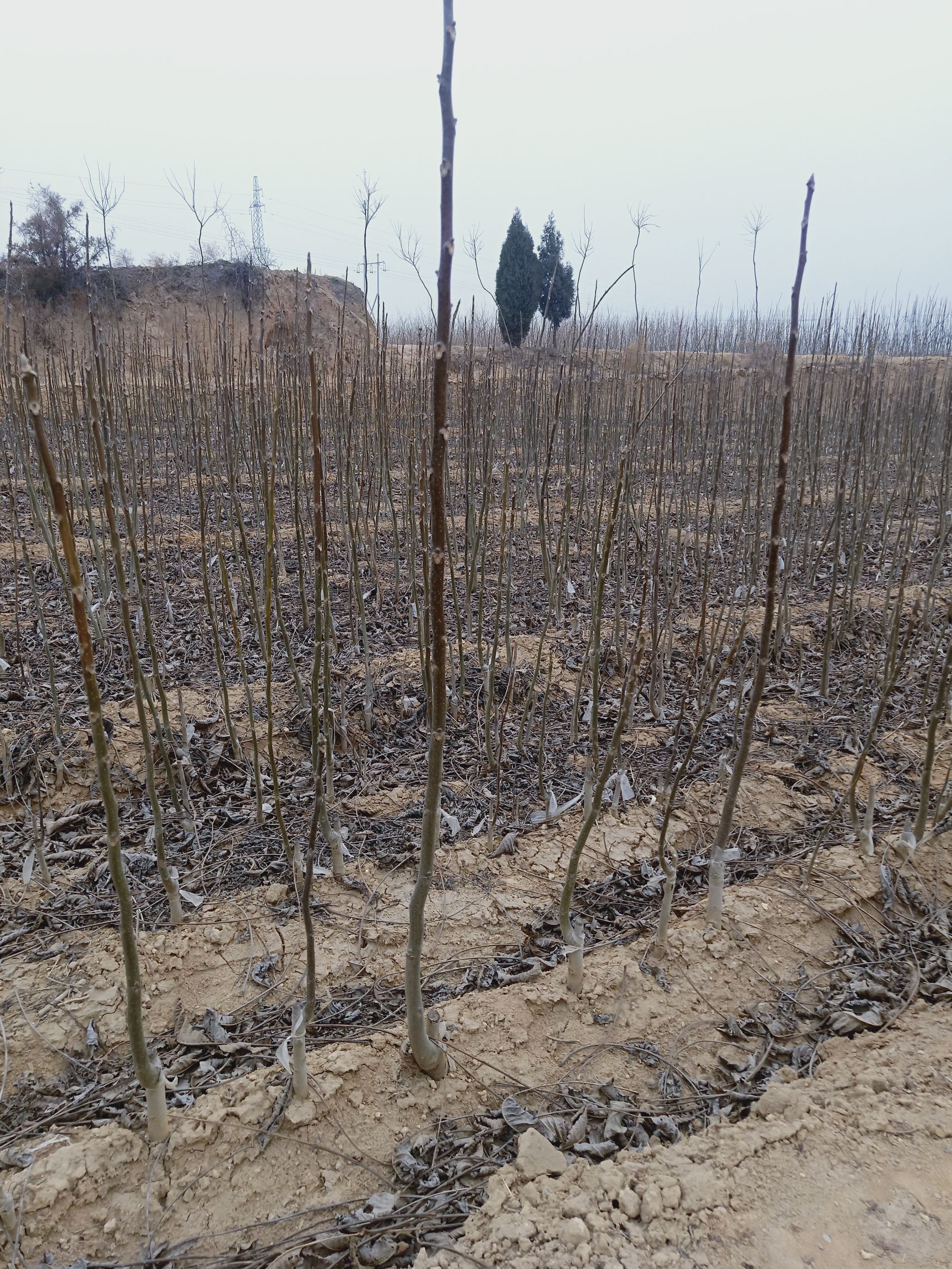 香玲核桃苗，新疆薄皮核桃苗，8518核桃苗基地