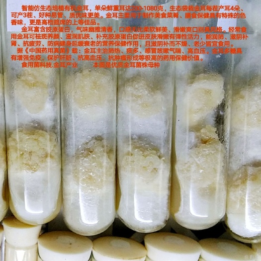 银耳菌种  金耳脱毒纯一代菌种 另供干鲜金耳