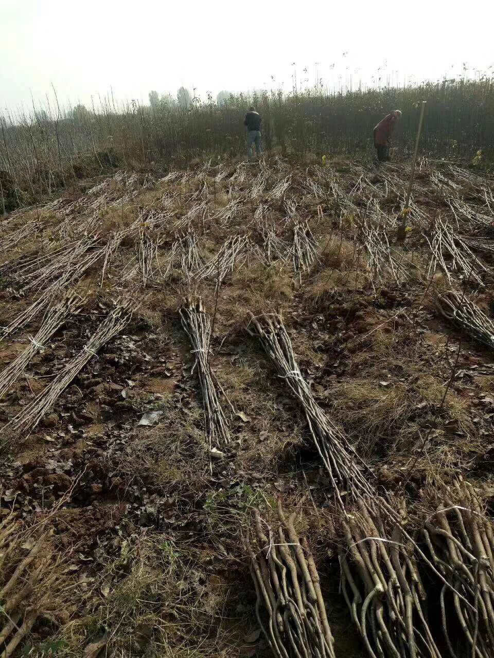 香玲核桃苗，新疆薄皮核桃苗，8518核桃苗基地