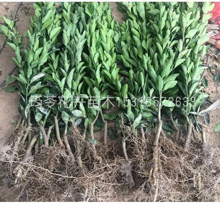 沙糖桔苗 嫁接苗 1~1.5米 