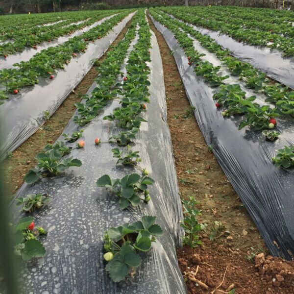 除草地膜 黑地膜 农用塑料薄膜黑白透明加厚蔬菜保鲜保温专用膜