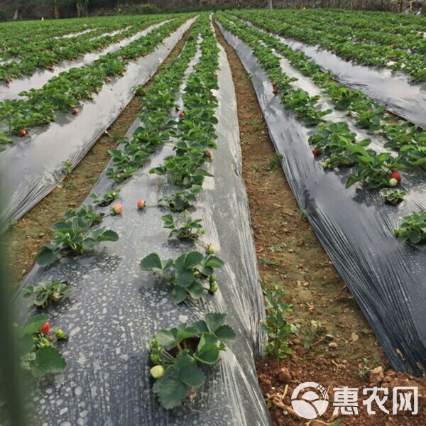 除草地膜 黑地膜 农用塑料薄膜黑白透明加厚蔬菜保鲜保温专用膜