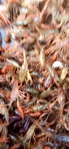 济宁龙虾苗 