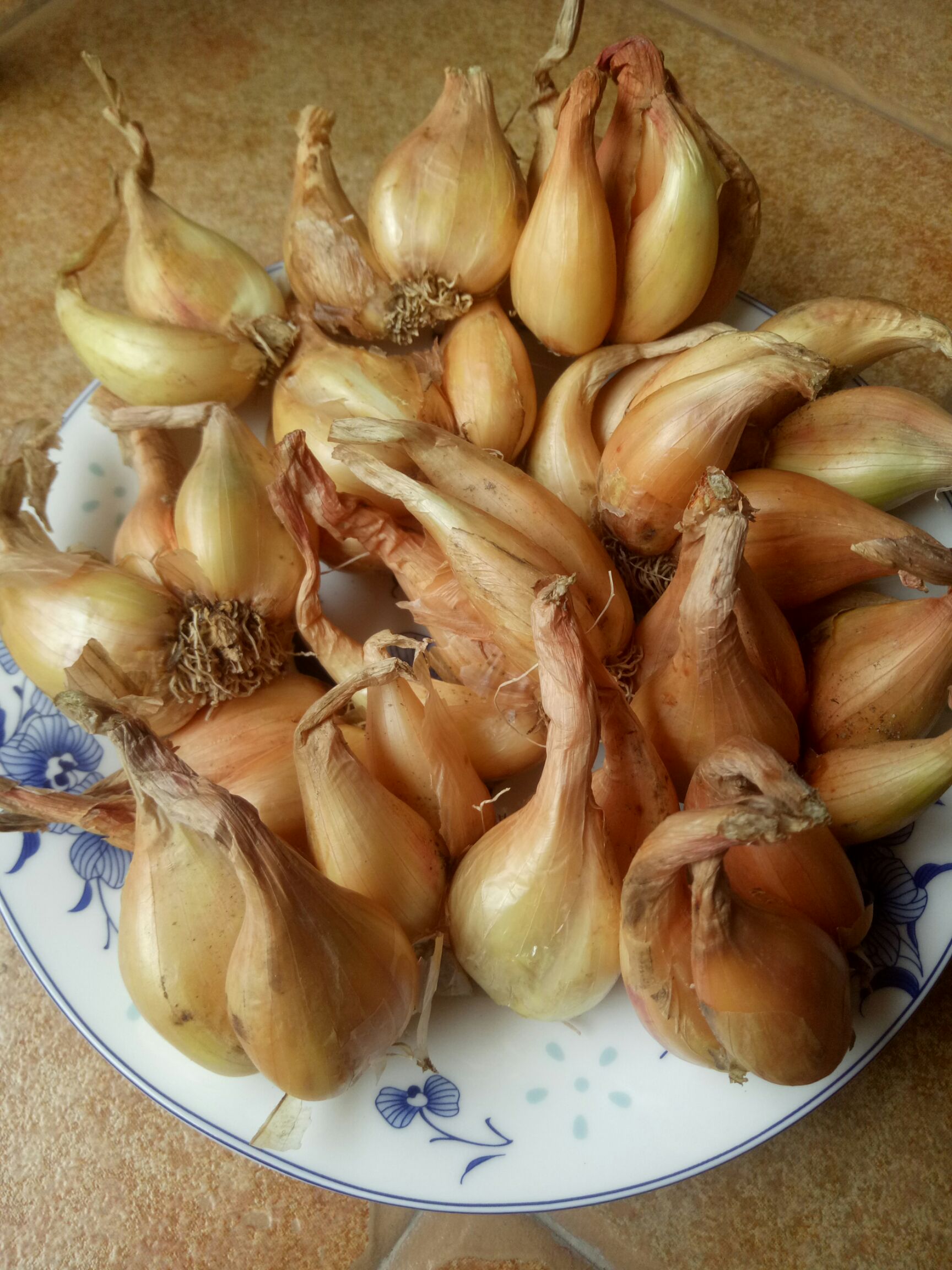  小香葱种子，葱头种子，发芽率高，全国均可种植，产量高