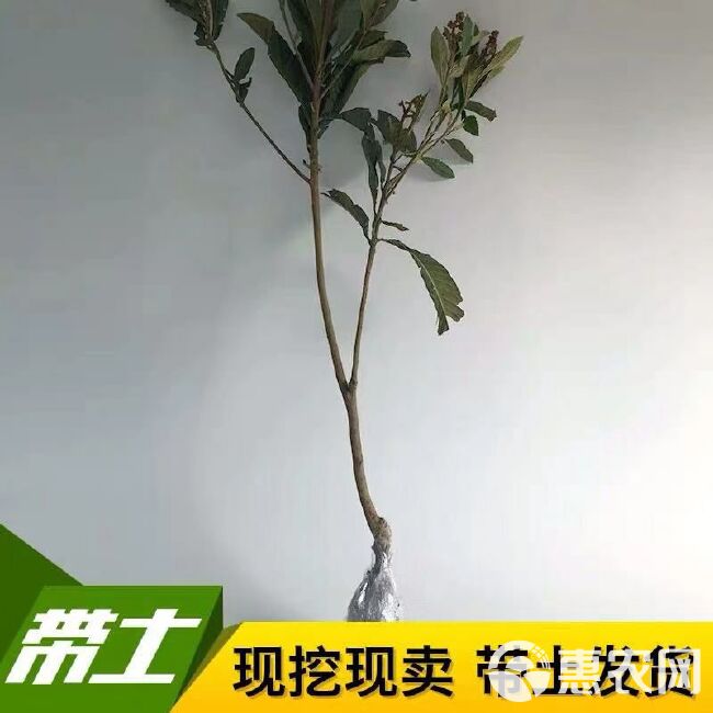 白沙枇杷苗 