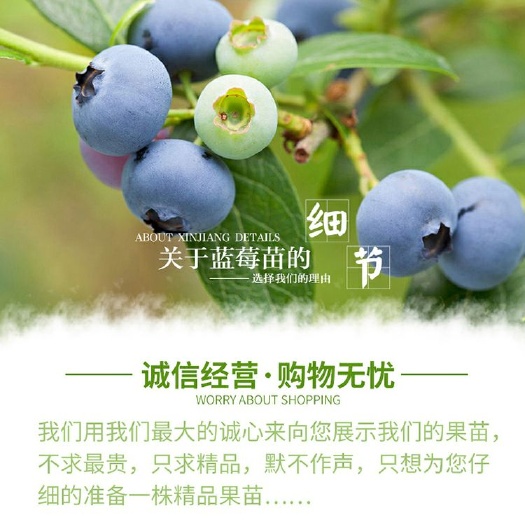 平邑县兔眼蓝莓苗 