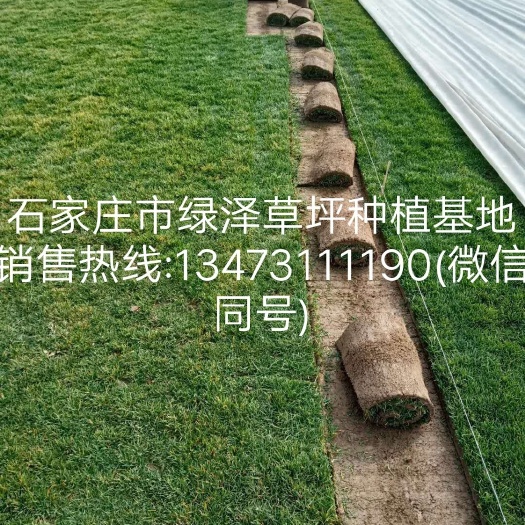 石家庄果岭草 