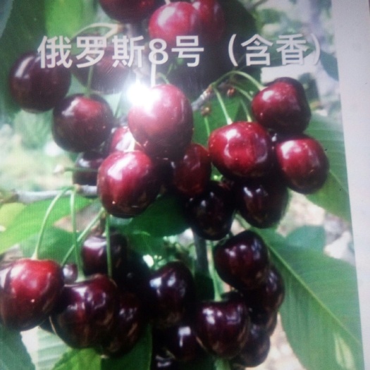 平度市俄罗斯8号 10-15mm 18-20g 