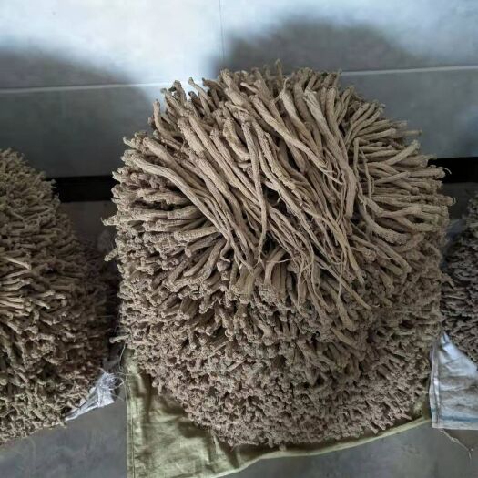 巫山列当  干 庙当