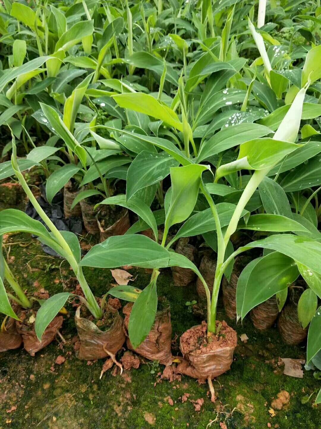 金粉一号香蕉苗