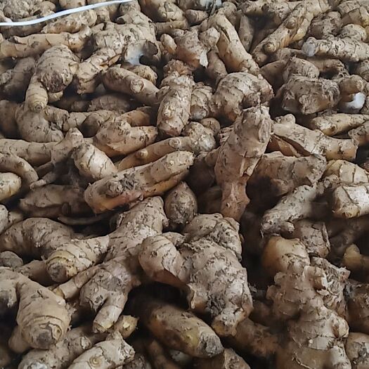 昌邑市昌邑大姜 混装通货 带土 