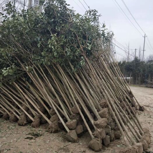 大叶女贞 大量批发树苗