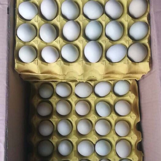 绿壳蛋  双色纯绿壳鸡蛋，蛋壳颜色亮度均匀，品相好，蛋黄饱满