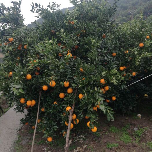 秭归县伦晚脐橙 4-8两