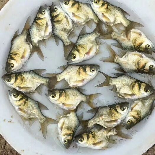 博罗县缩骨大头鱼苗 统货