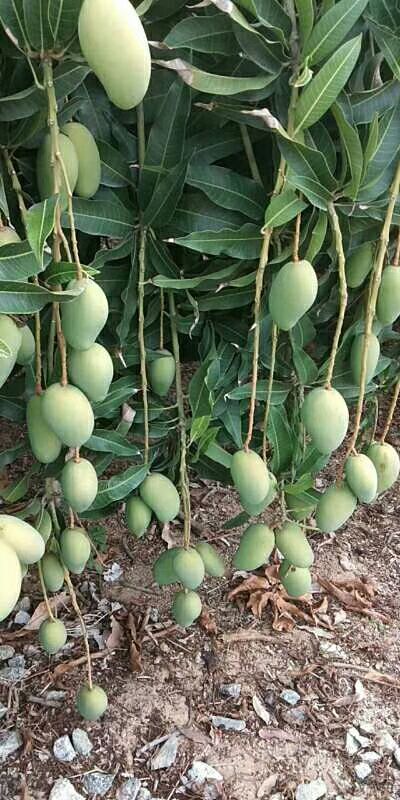 三亚海南一级台农芒电商大量供应中
