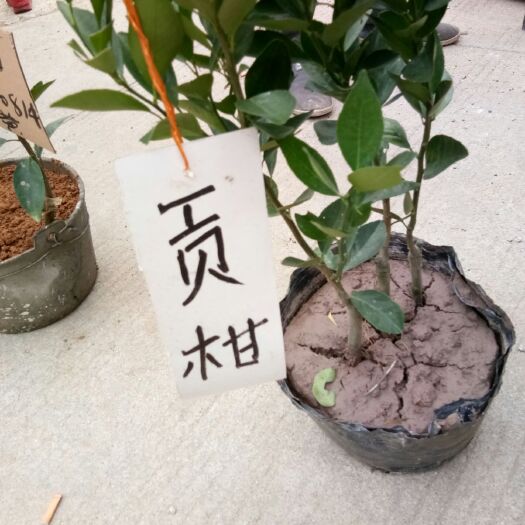 荔浦市皇帝柑苗 嫁接苗 0.35~0.5米 