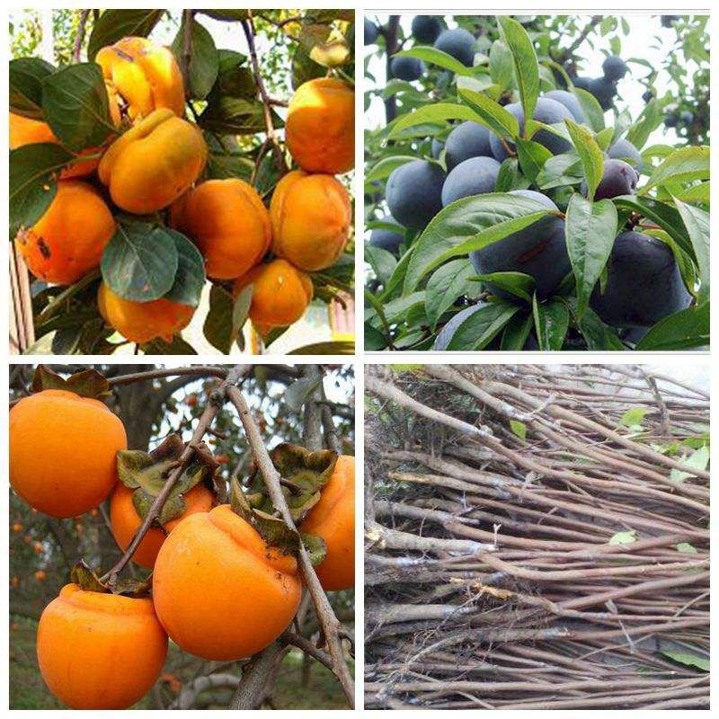 阳丰甜柿子苗，阳丰脆甜柿子苗，阳丰甜柿子苗根系发达保证成活