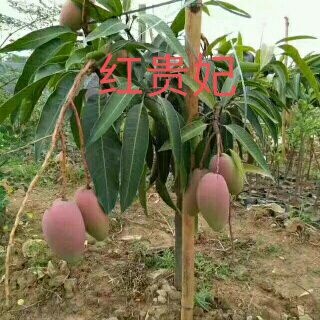 灵山县贵妃芒果苗 