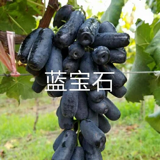 平邑县 葡萄树苗蓝宝石葡萄苗南北方种植果树苗当年结果大苗爬藤葡萄树苖