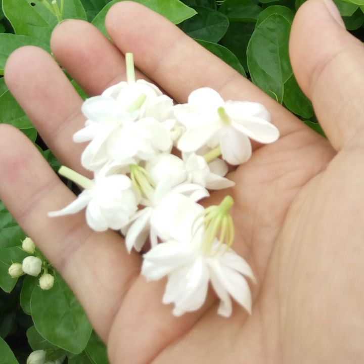 重瓣茉莉  顺丰包邮茉莉花苗2年苗500棵起批
