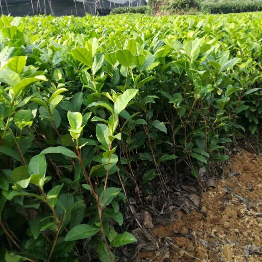 无性系良种茶苗 独本苗 0.5米以下