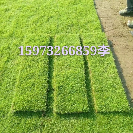郴州马尼拉草皮