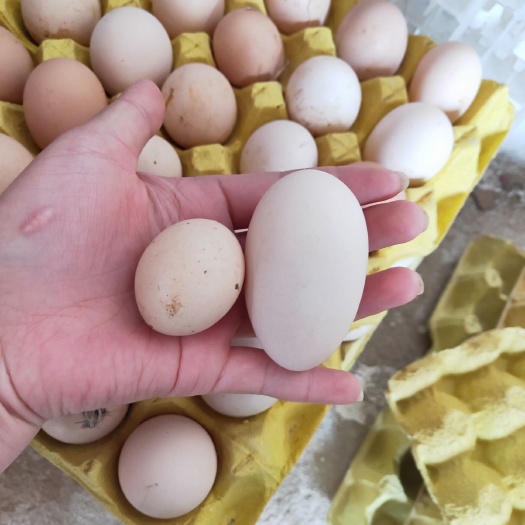 石林县土鸡蛋 食用 简包装 
