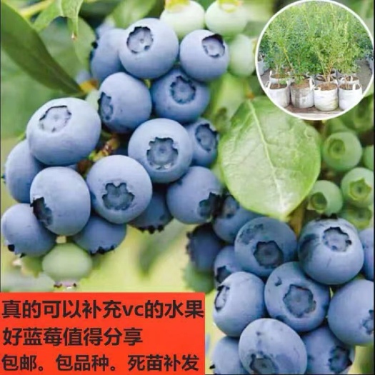 平邑县兔眼蓝莓苗 