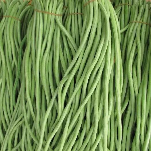 菏泽丰收2号豆角 40cm~70cm 