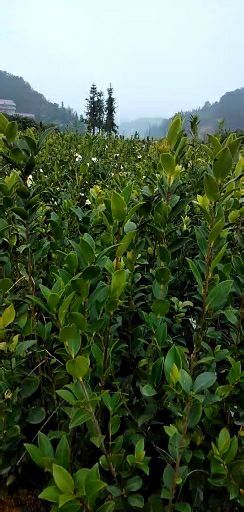 攸县油茶苗 
