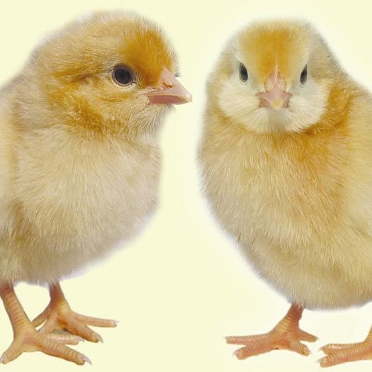 衡南县三黄鸡苗