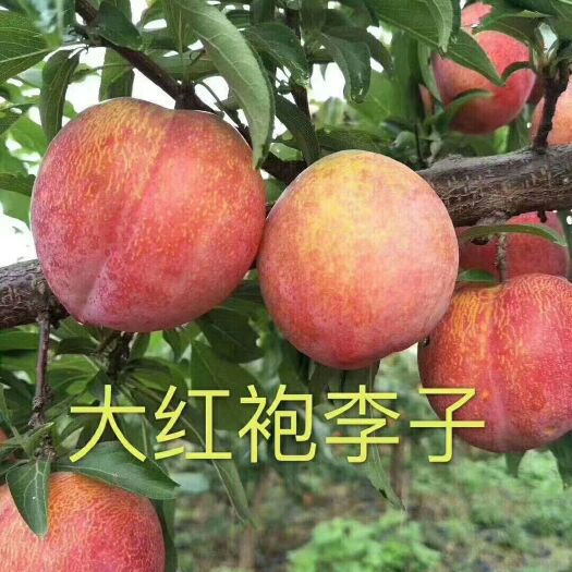 营口大红袍李子苗