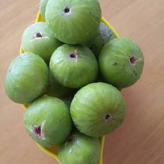泰安青皮无花果树苗 包邮 现挖苗根系发达死苗免费补
