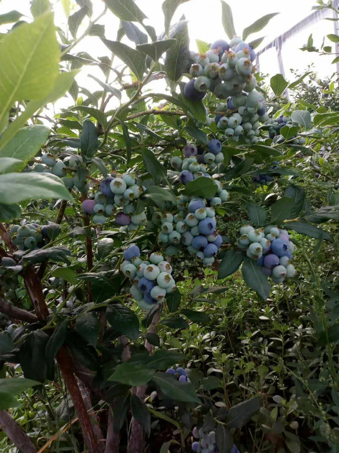绿宝石蓝莓图片大全图片