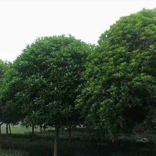 桂花树
