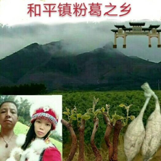 藤县葛根种苗
