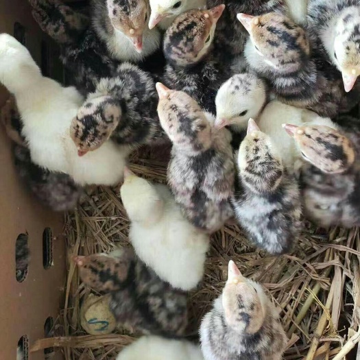 广州火鸡苗 