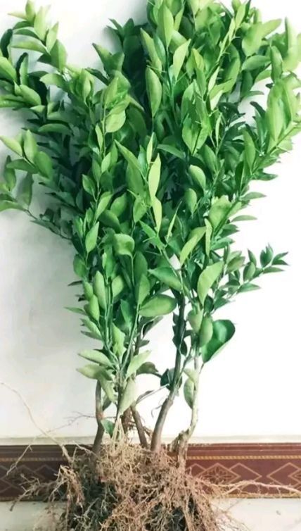 容县皇帝柑苗 杯苗袋苗 0.5~1米 