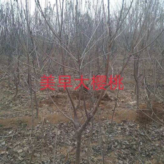 泰安吉塞拉樱桃苗 