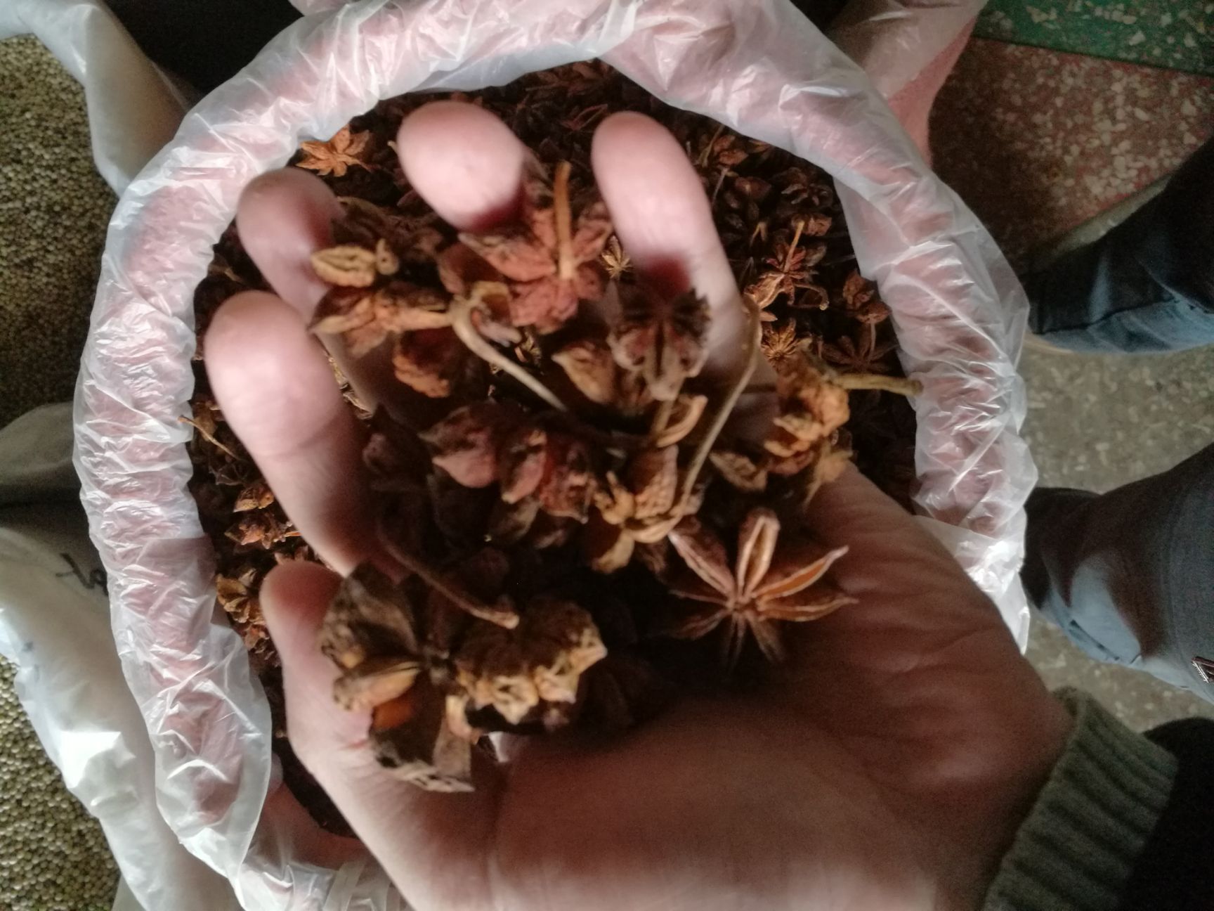 大红八角