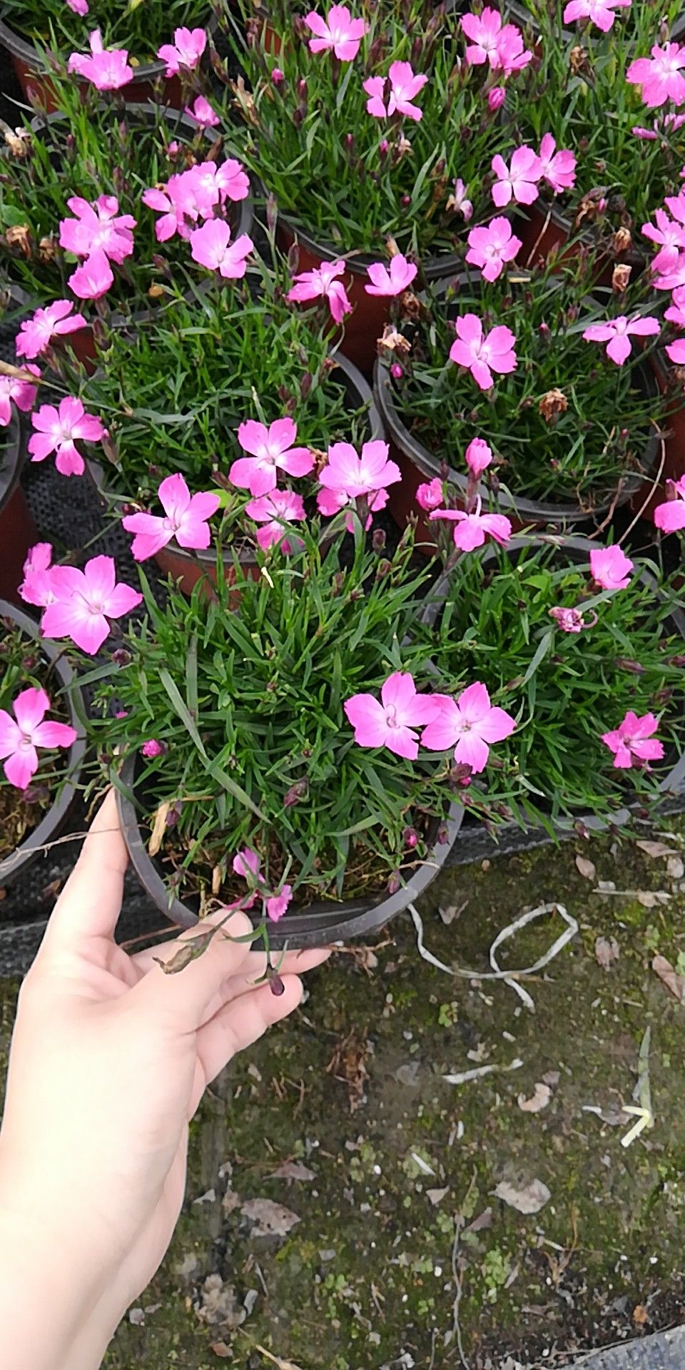 石竹批发基地，有欧石竹批发，红花石竹批发，花边石竹批发，石竹